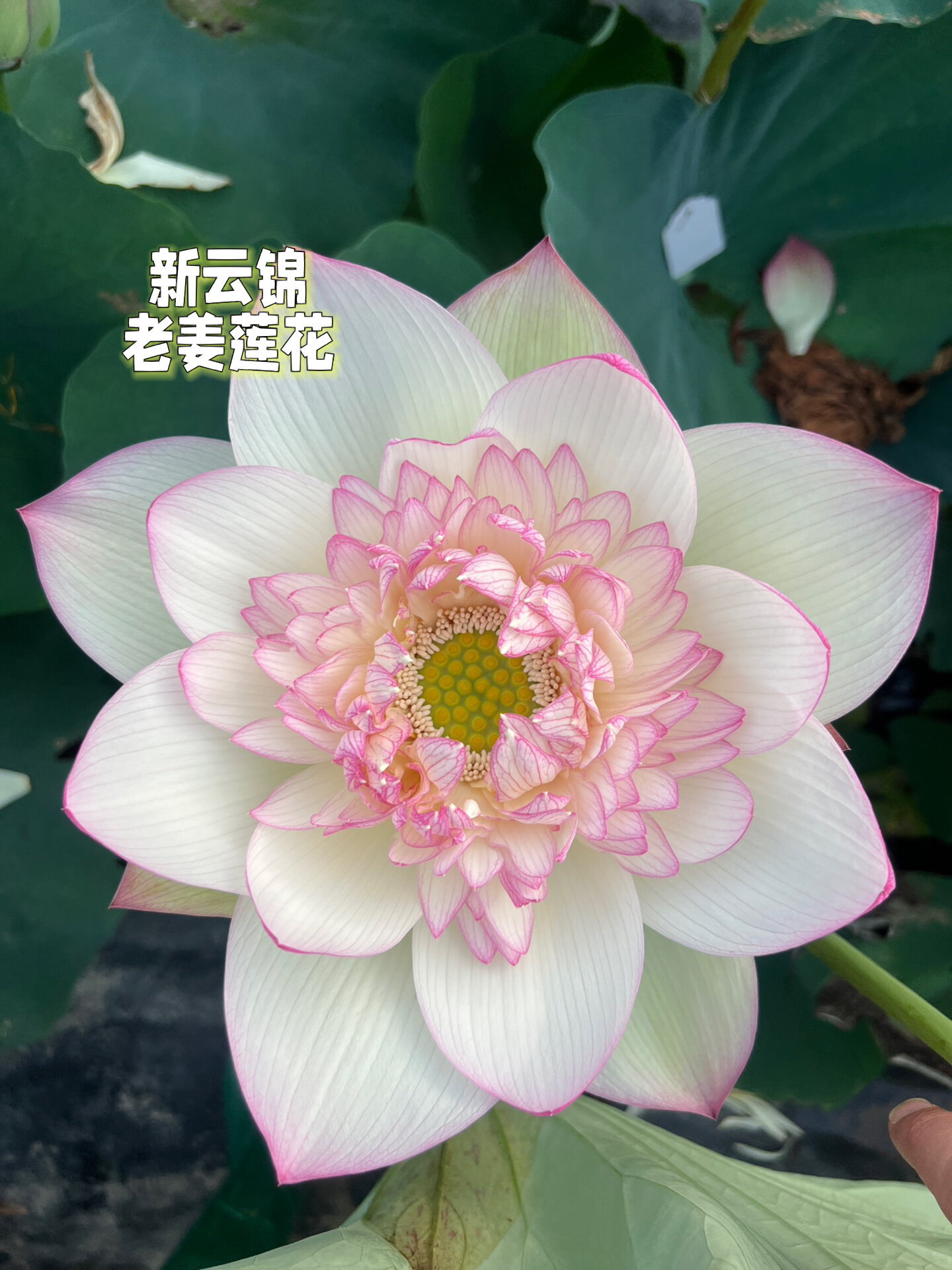 科普网红打造计划# #荷花# #碗莲# #花艺# 以 新云锦 为亲本 ,后代
