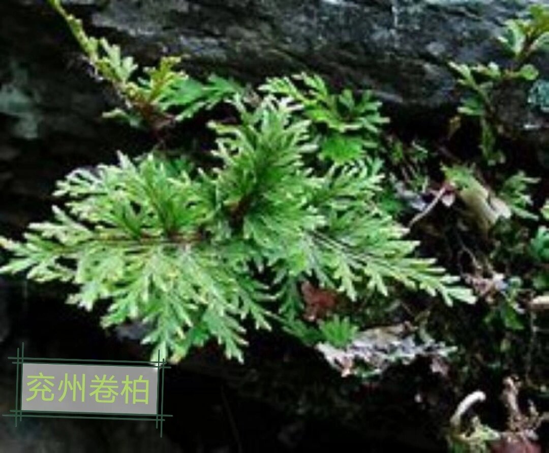 记录认识的中药材 8 | 江南卷柏 99药材名: 江南卷柏(卷柏科) 99