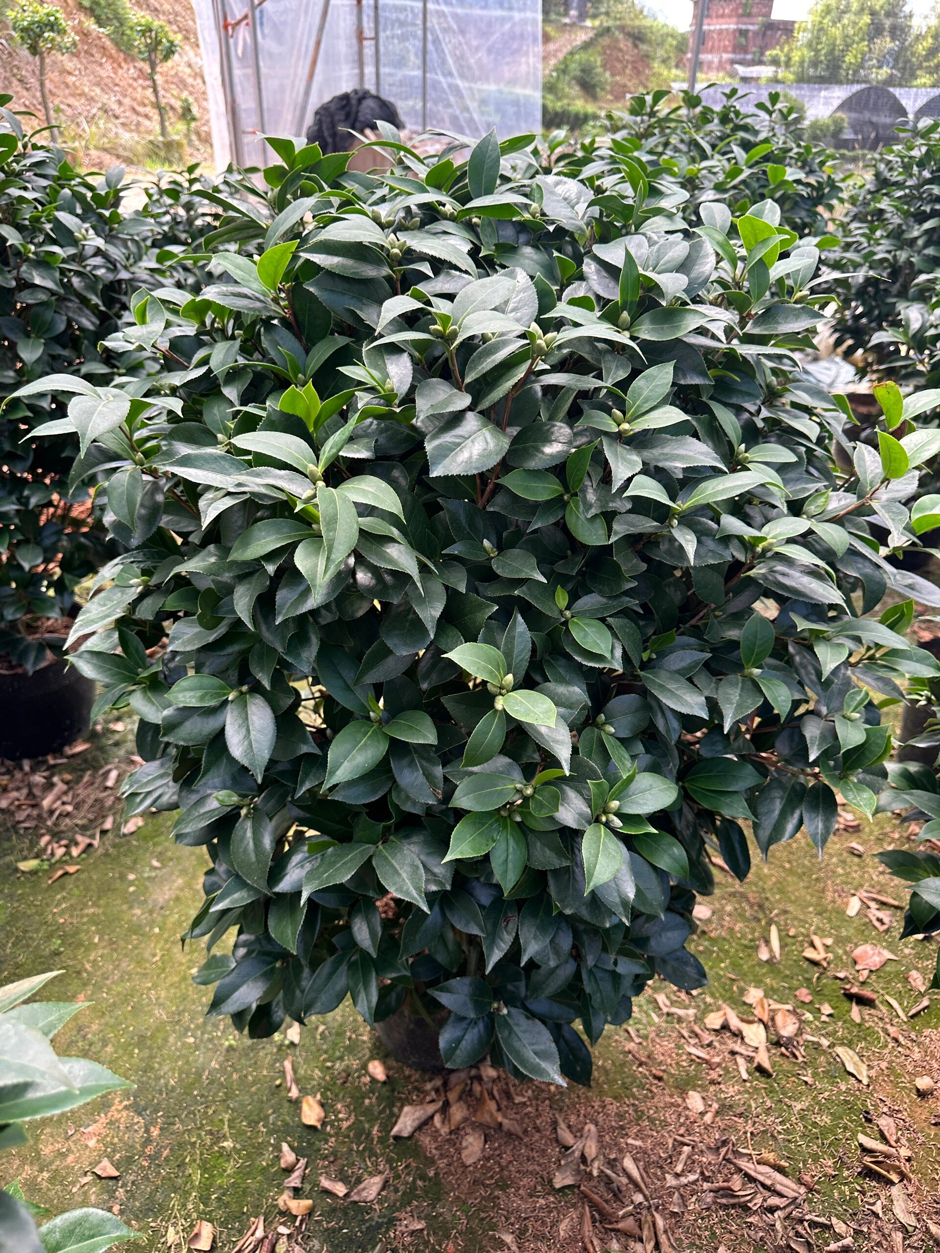 大红赤丹 赤丹茶花 六角大红茶花山茶花