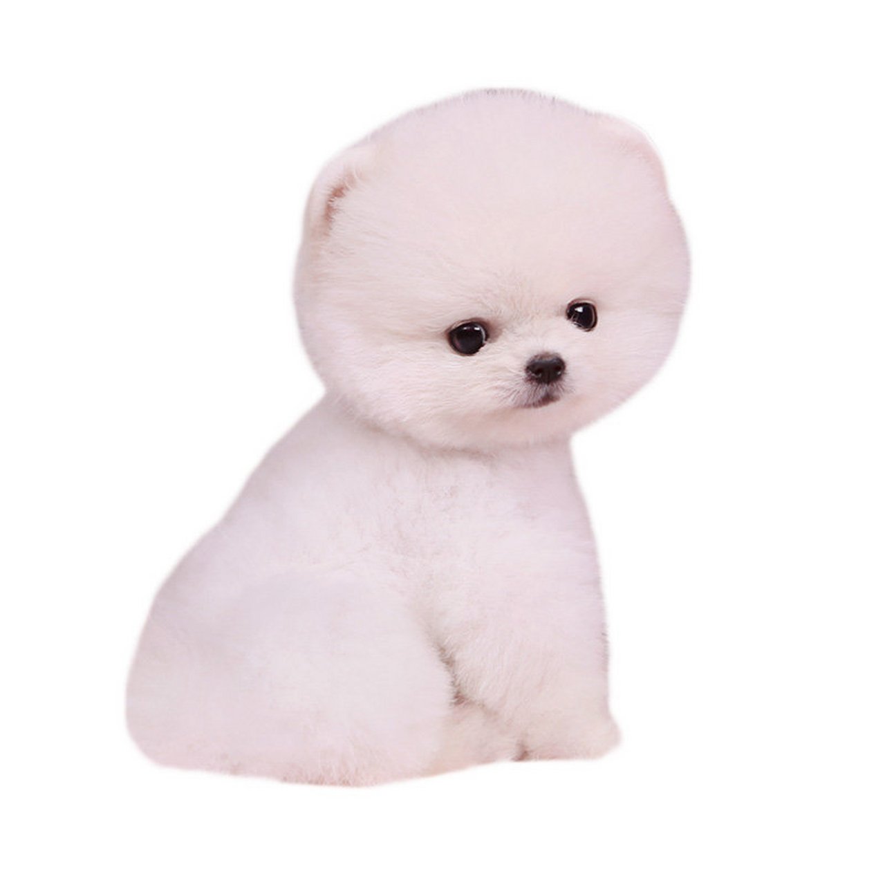 上海纯种茶杯犬博美犬幼犬活体袖珍长不大博美俊介犬宠物狗训练y