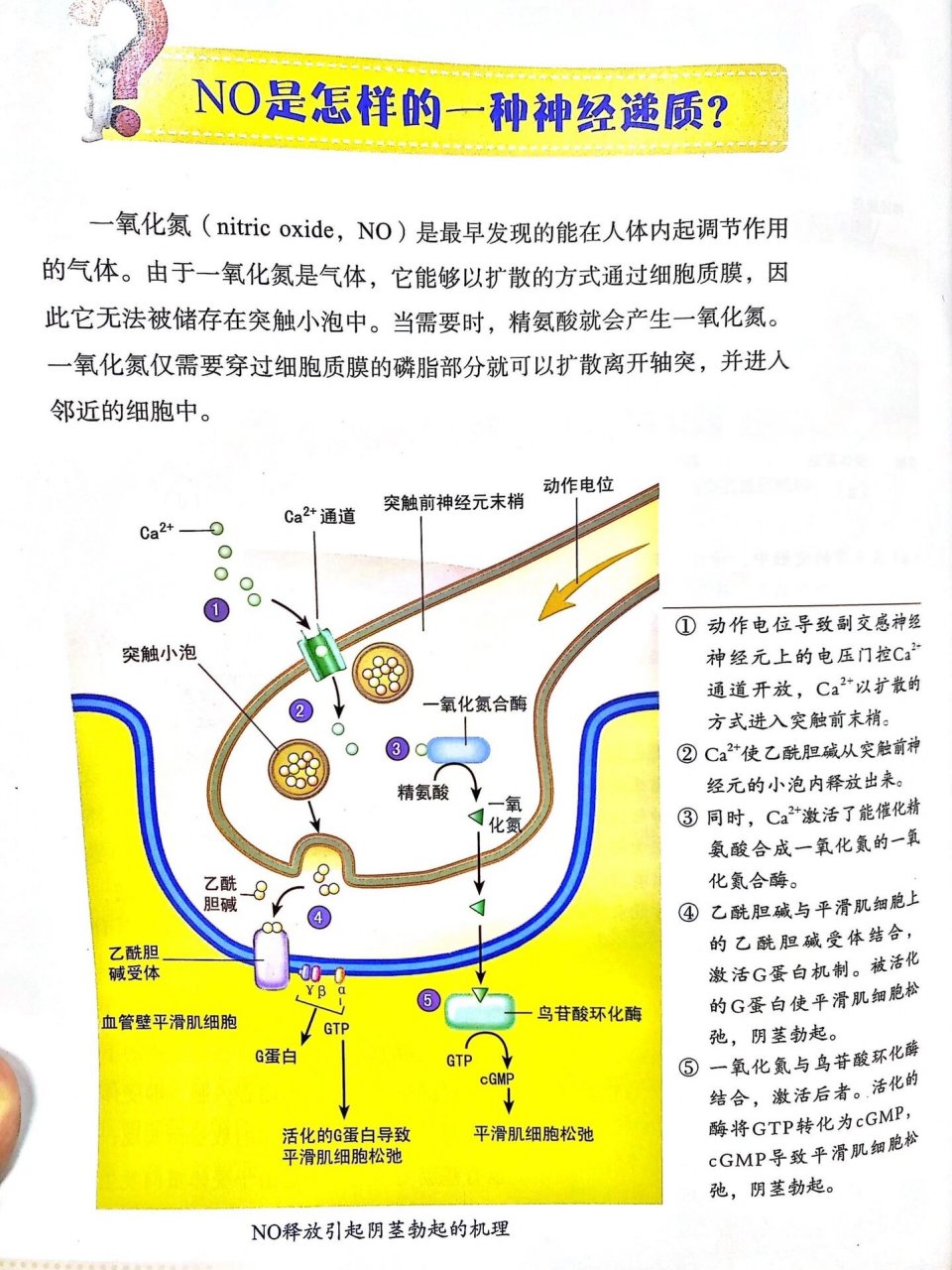 突触小泡图片