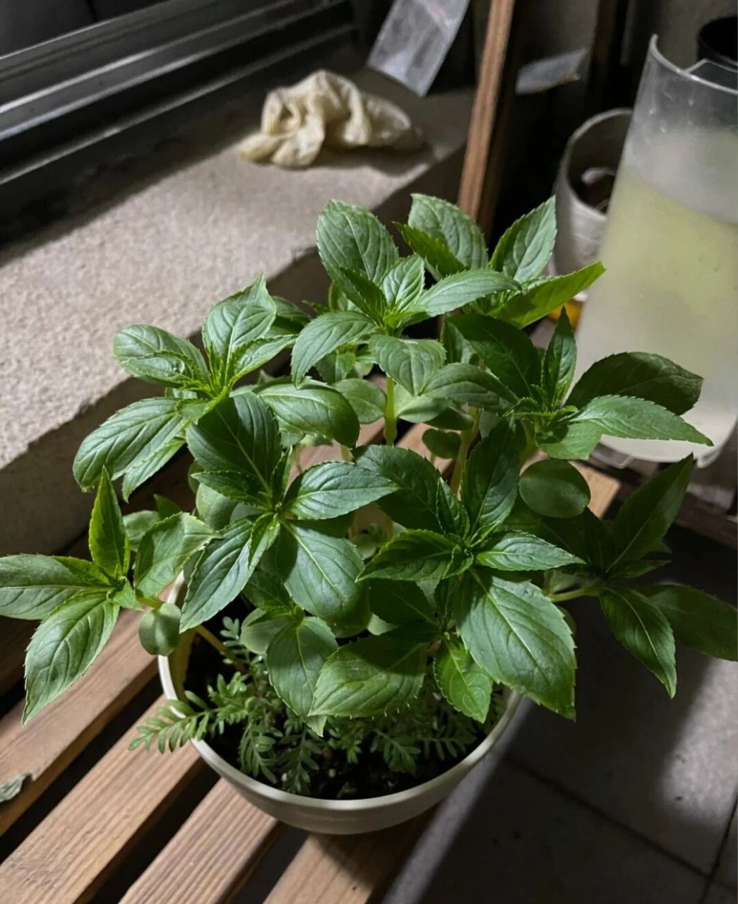 凤仙花的观察日记94 第一天:我收到了一颗小小的凤仙花种子,我决定