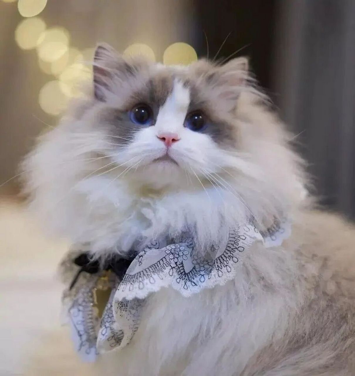 才有这5大特征 布偶猫是一只很受欢迎的猫咪,一只品相好的布偶猫,价格