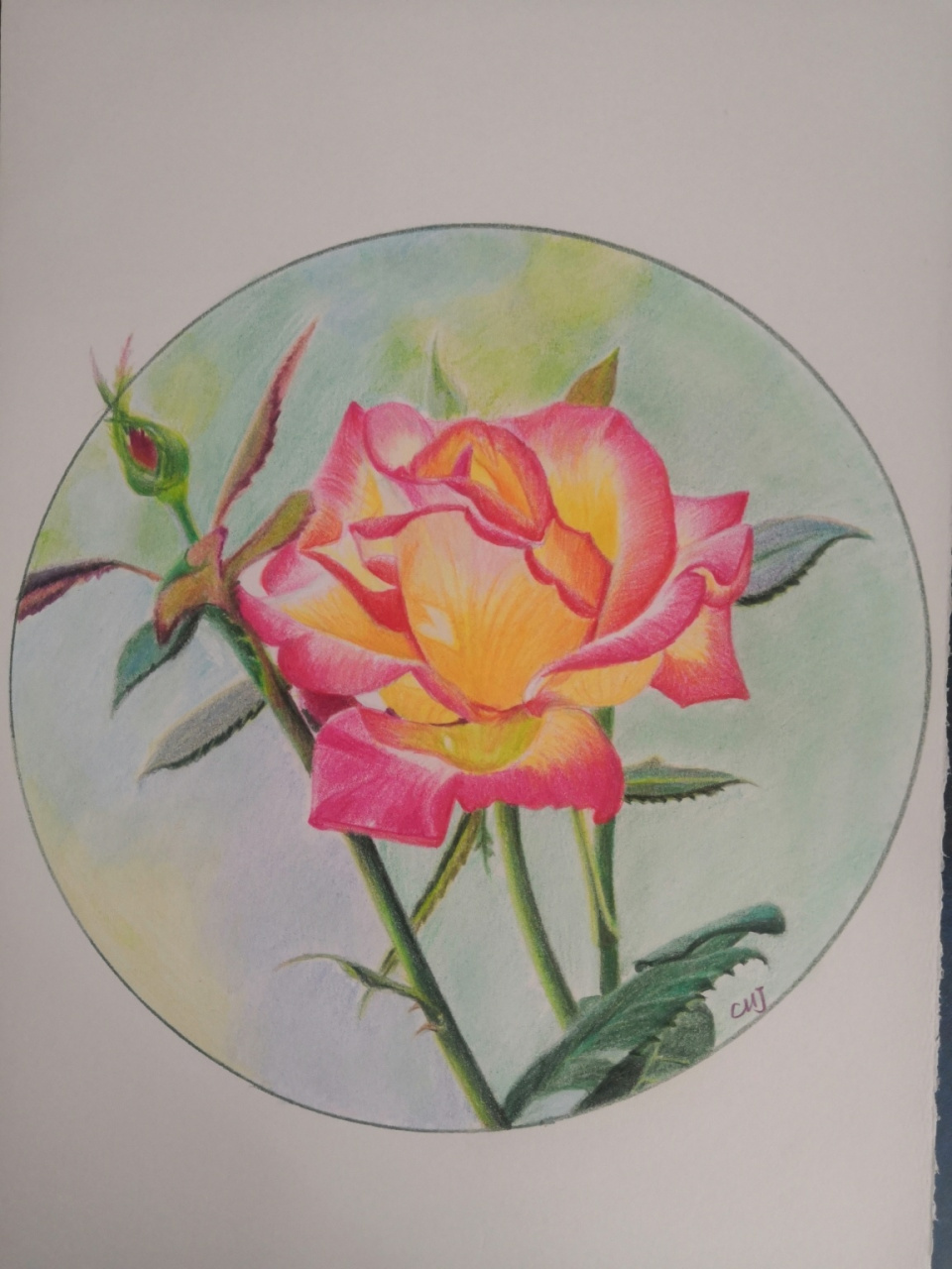 彩铅画—月季花 继续消耗红辉水溶中