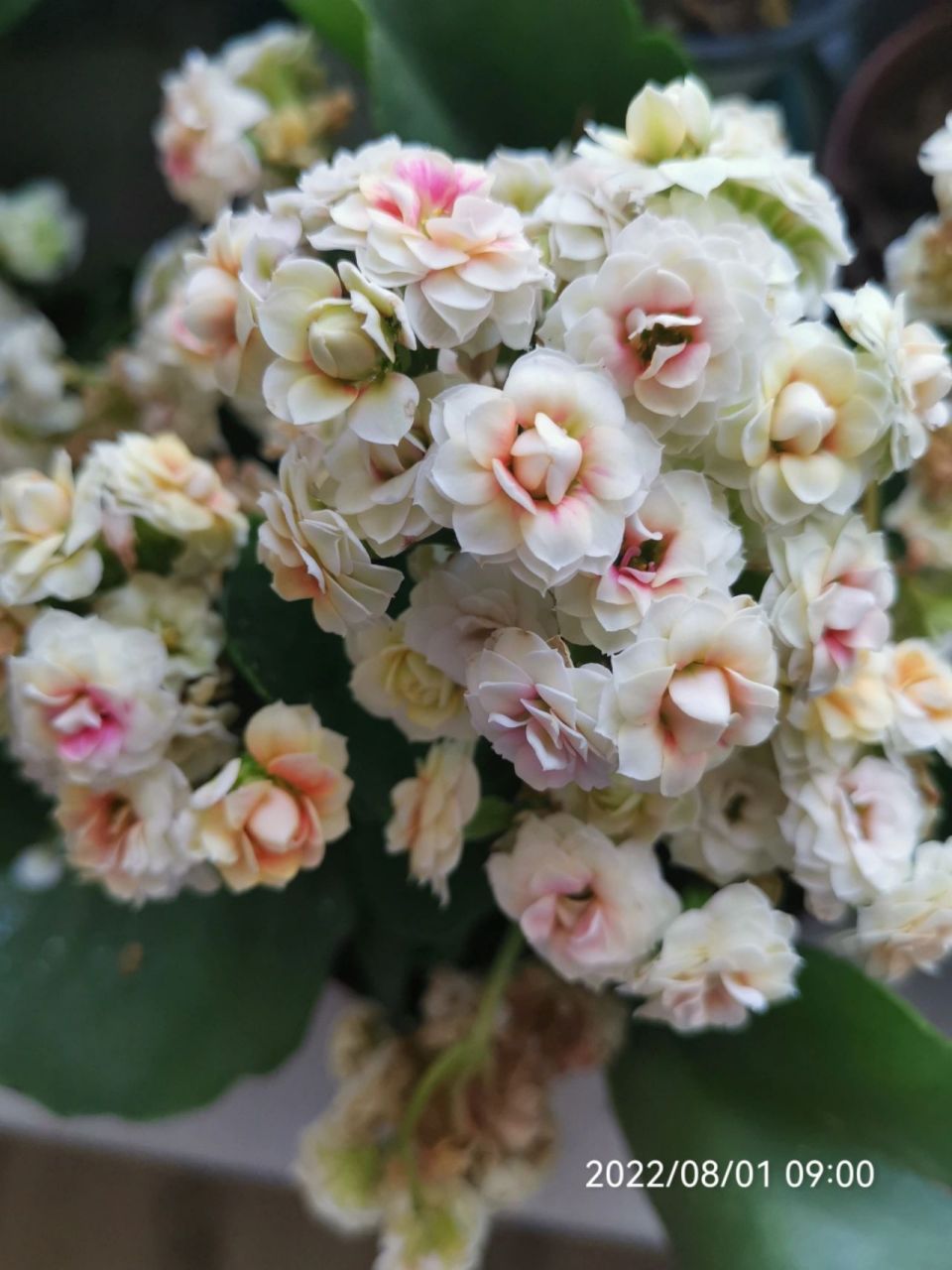 长寿花m2(五花肉)补图