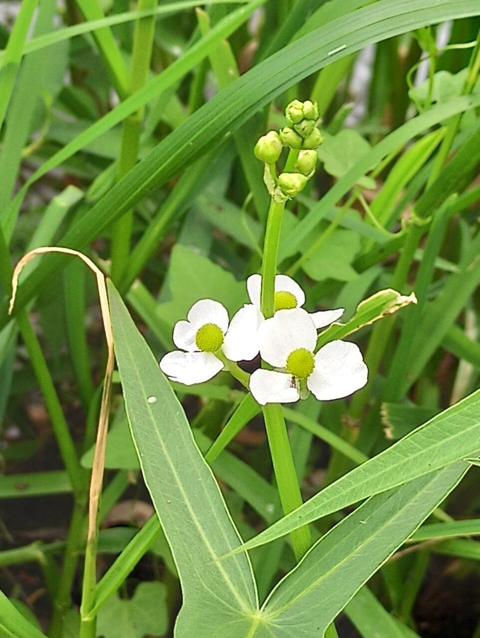 东北野草花(五十二)野慈姑 泽泻科慈姑属多年生水生或沼生草本植物.
