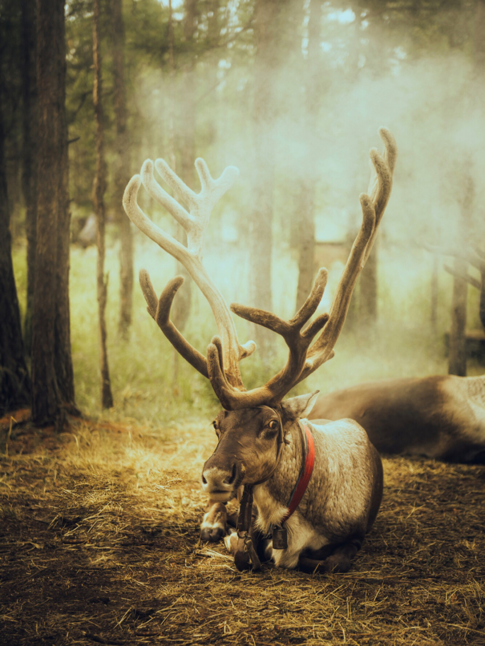 林深时见鹿,走进中国冷极根河,在鄂温克敖鲁古雅最后的驯鹿部落,遇到