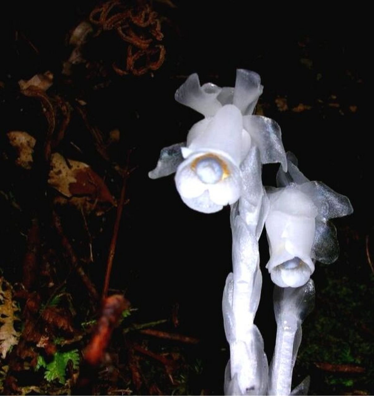 水晶兰真不错 花题材: 死亡之花—水晶兰 花语: 真诚无害,脆弱无城府.