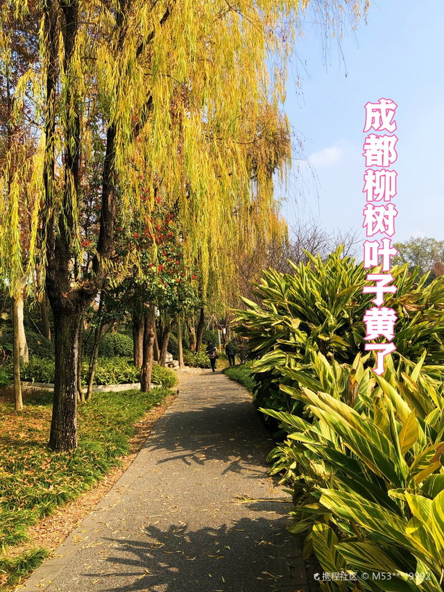 成都柳树叶子黄了