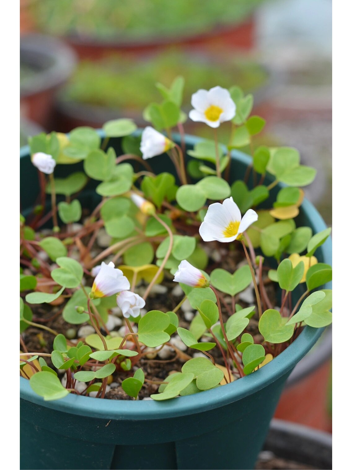 酢浆草～一片心 叶子是可可爱爱的爱心形状98还是圆圆胖胖的爱心
