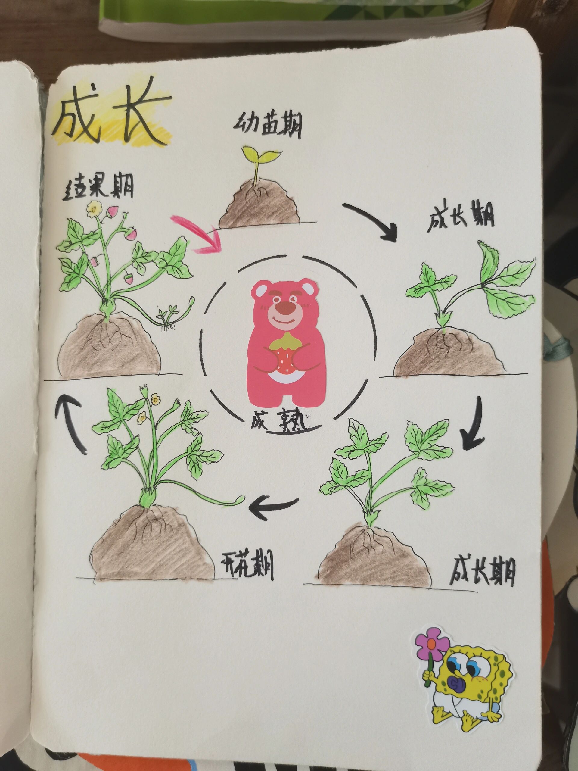 植物生长手册—草莓生长日记