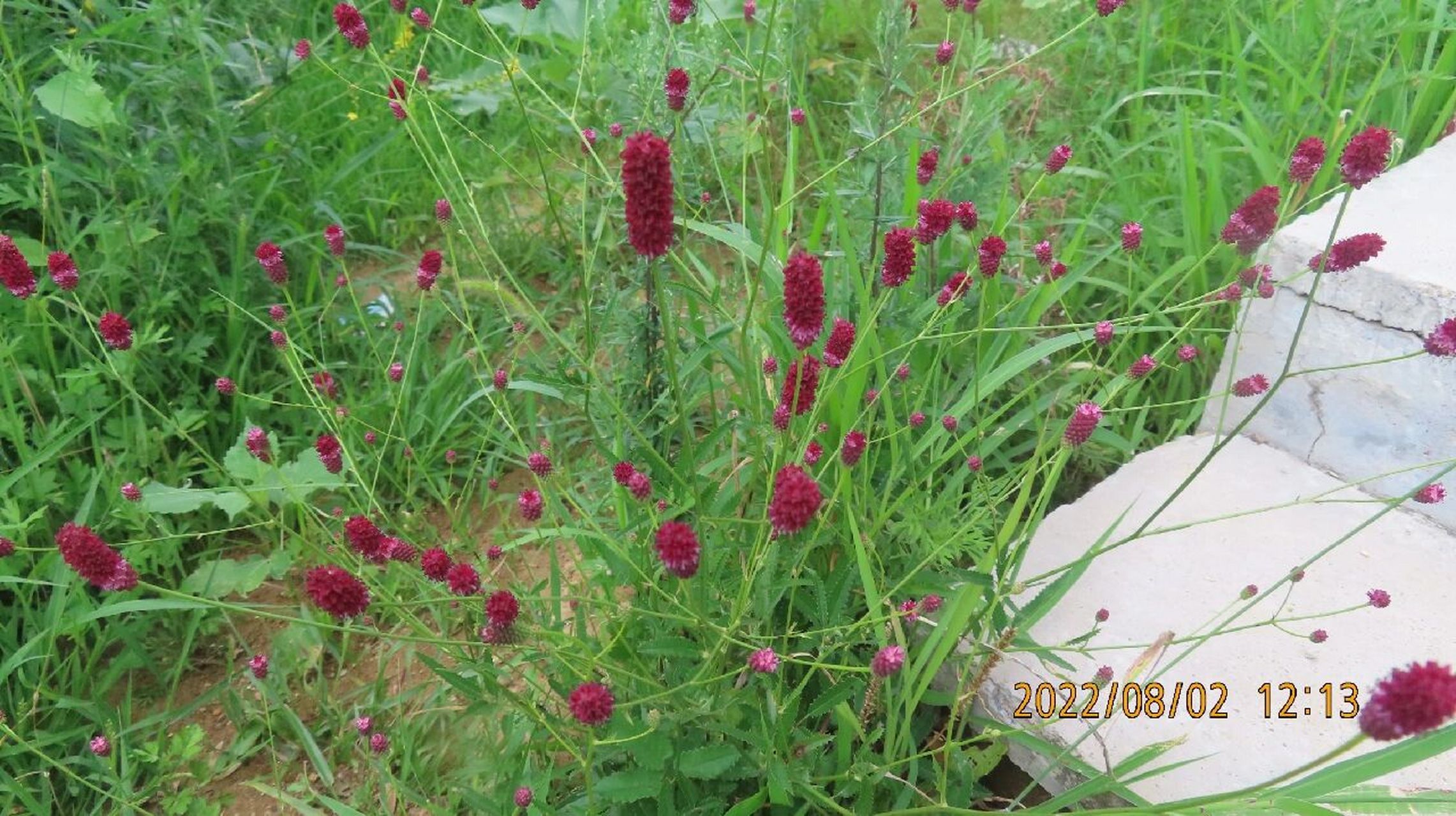 地榆,蔷薇科地榆属多年生草本植物 著名中草药之一