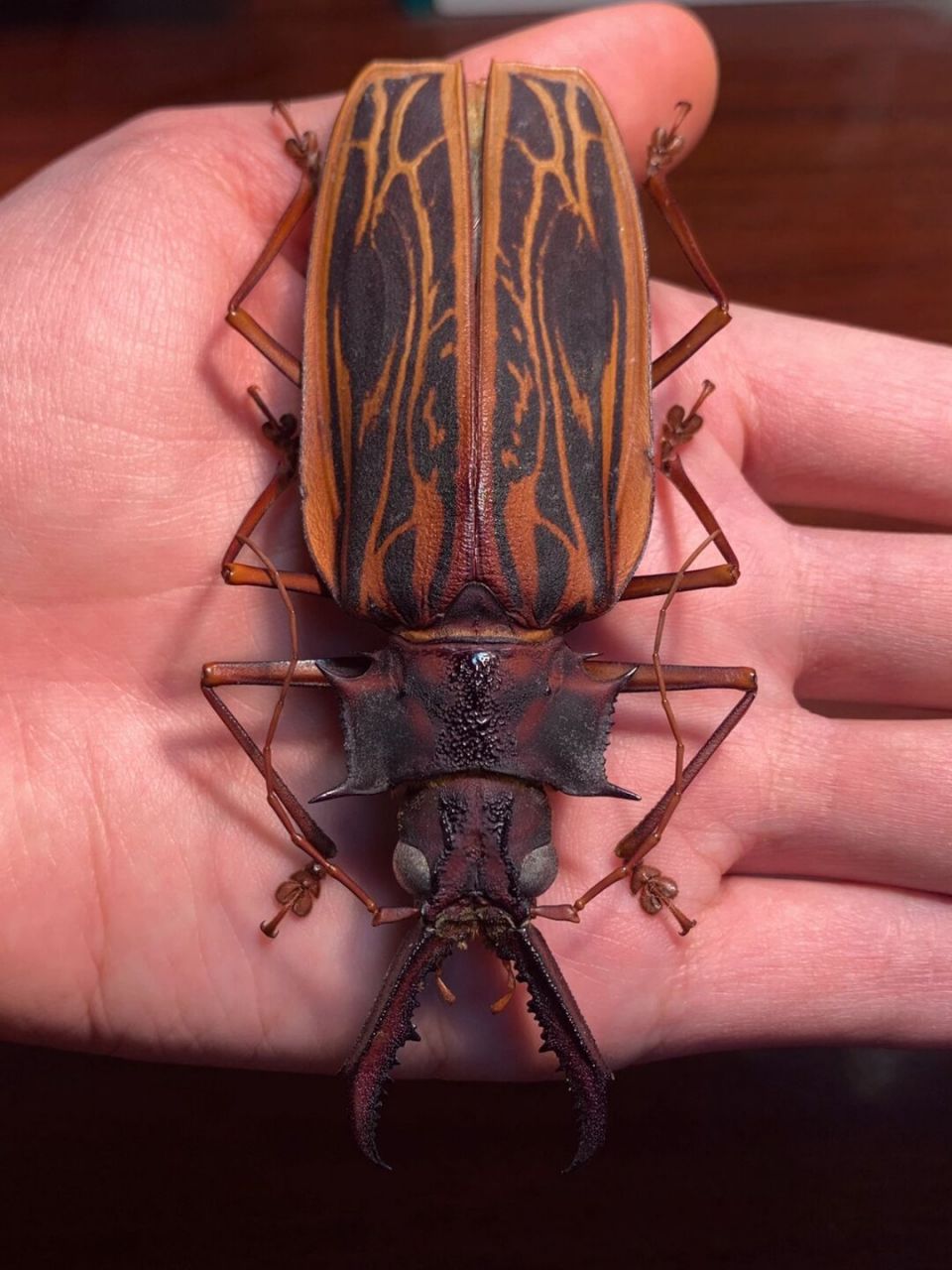 印第安之盾～ 来自秘鲁的长牙大天牛[害羞]#昆虫# #昆虫标本# #天牛