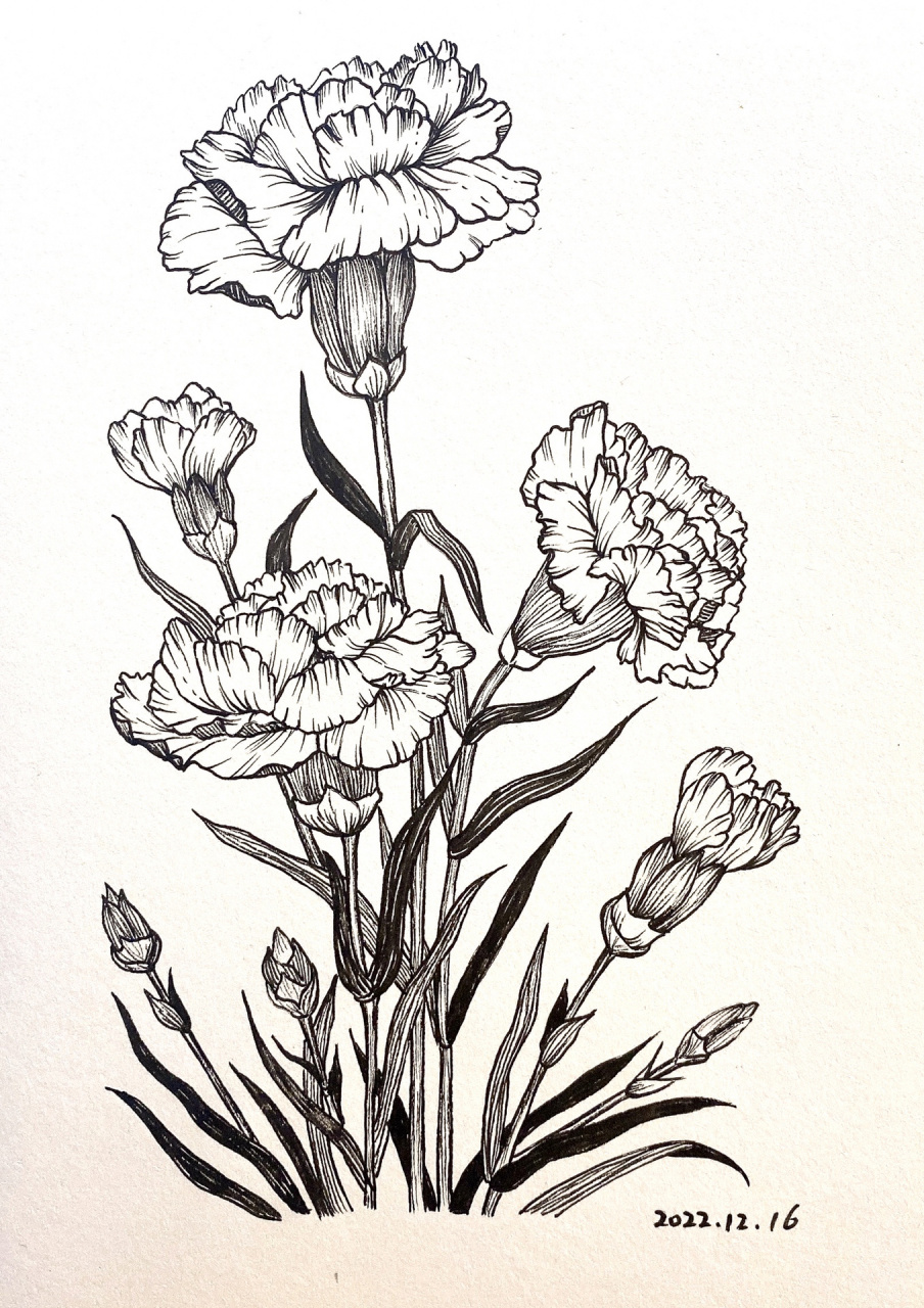 康乃馨|画画练习【day43】附过程 花语 白色:纯洁的爱 送给母亲的花