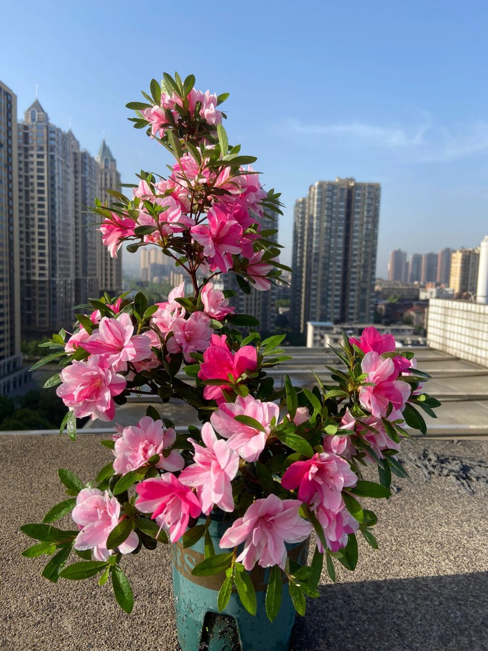 唐狮子牡丹(皋月杜鹃)