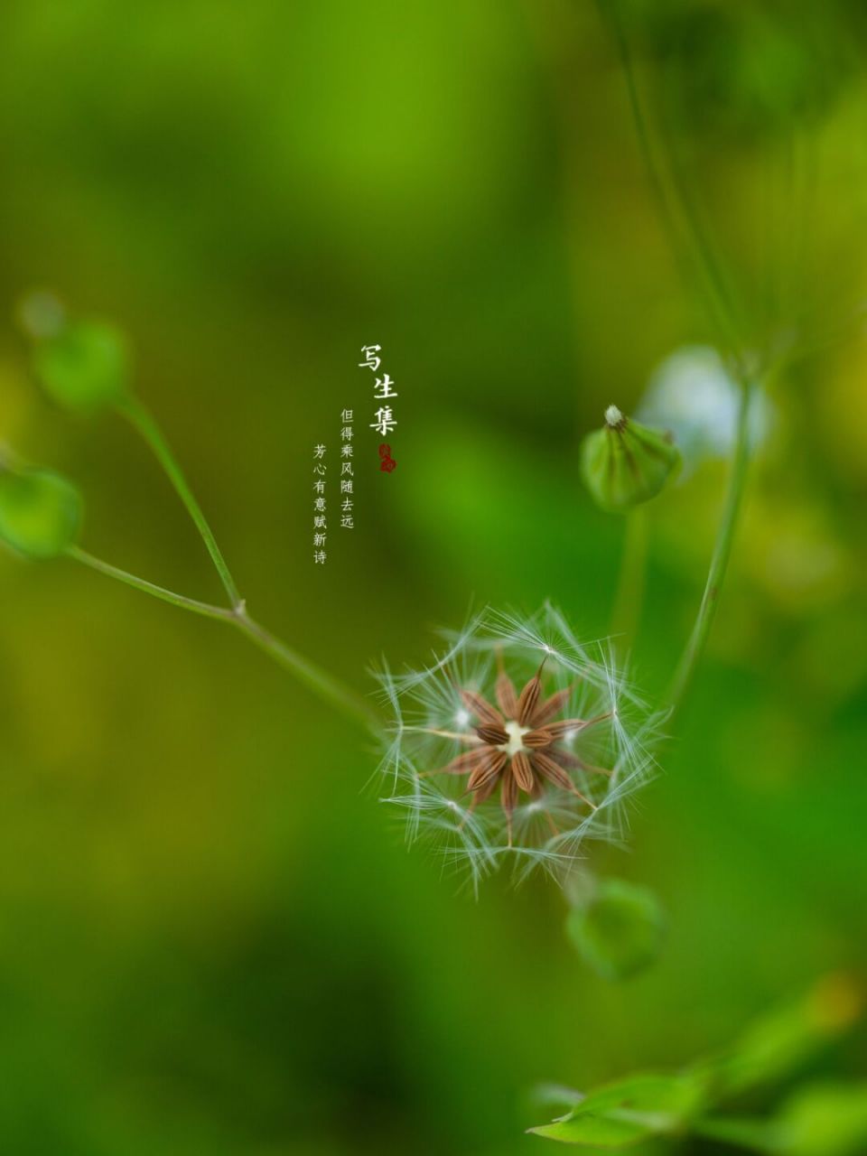 黄鹌菜的种子图片