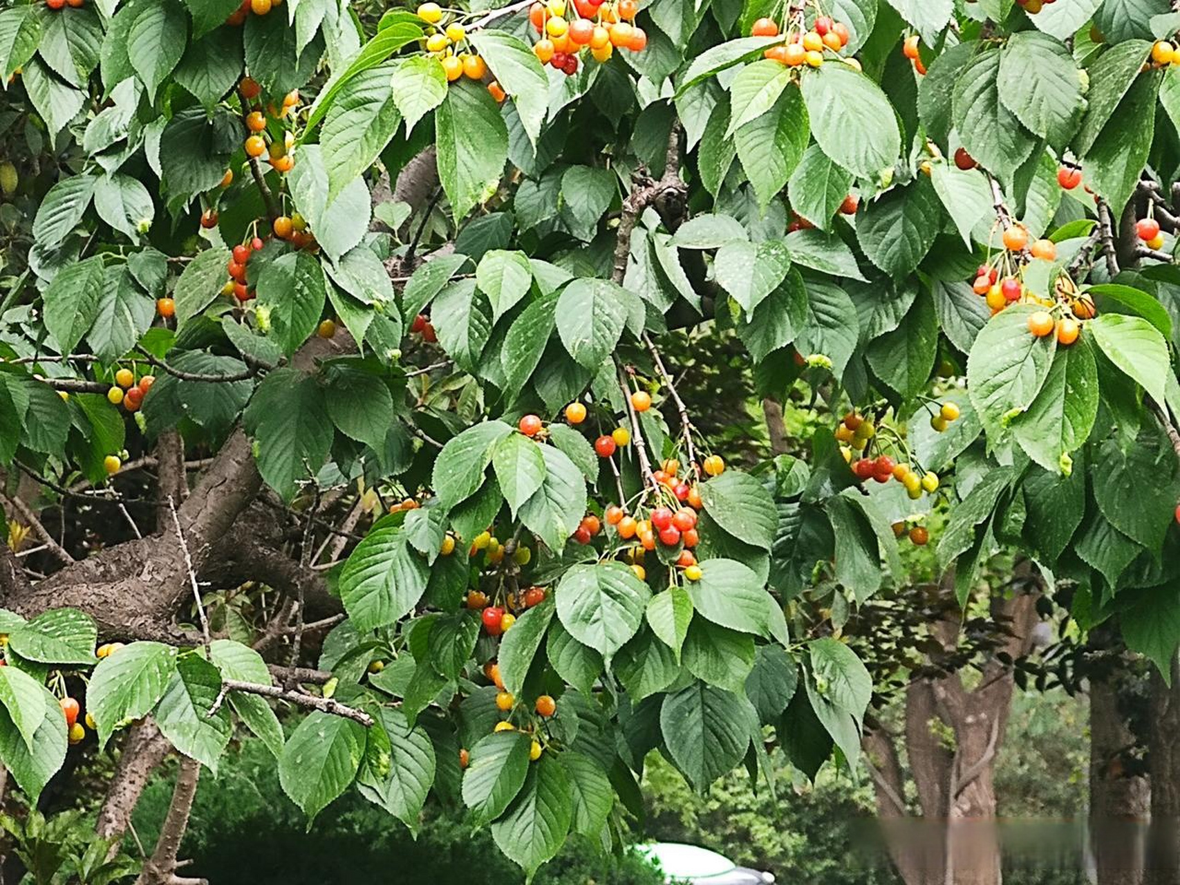 路过高新路,路边的一棵樱桃树上,果实累累,小小的樱桃竟然红了!