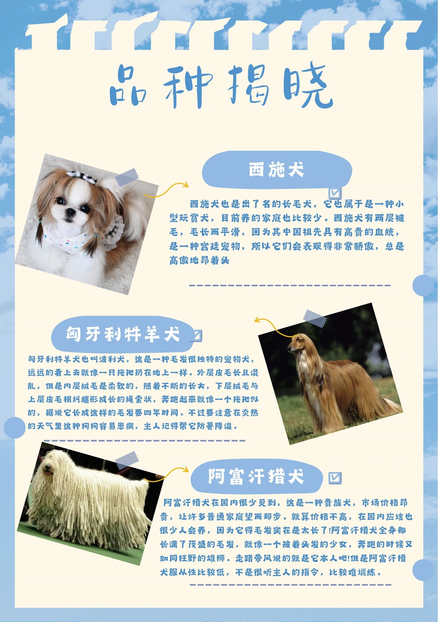 长毛狗品种盘点‖只看图片你能叫出名字么?