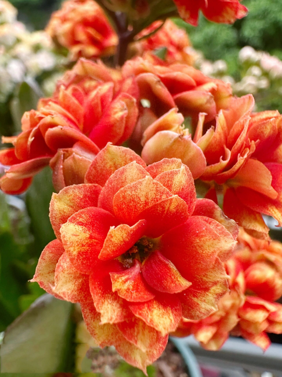 长寿花 银丝雀/爱丽儿 这一盆是 喜欢的品种(前文有提过他喜欢橘色系