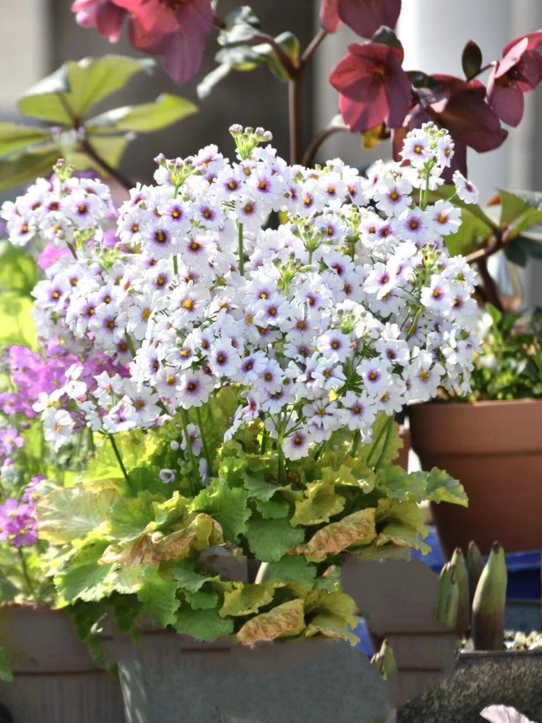 恋人手中樱花草94|冬日暖阳系列 恋人手中樱花草,春彩漫步的微笑