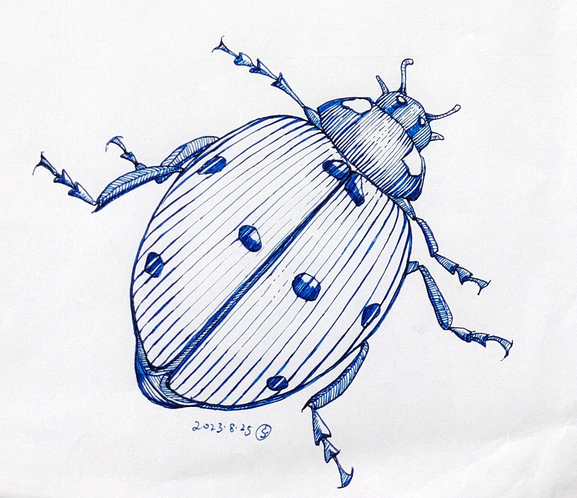 七星瓢虫的画法