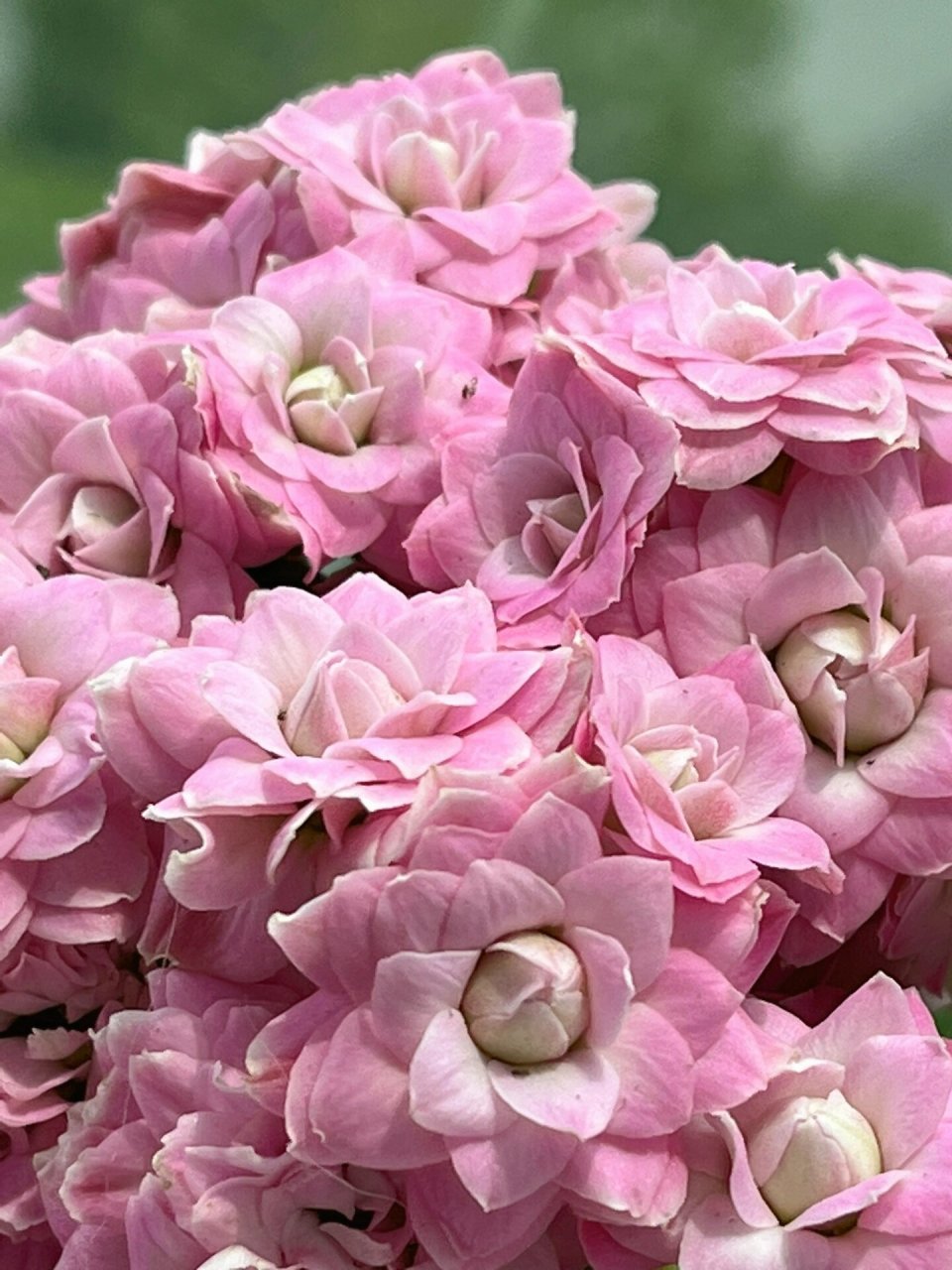 长寿花(136)璎珞