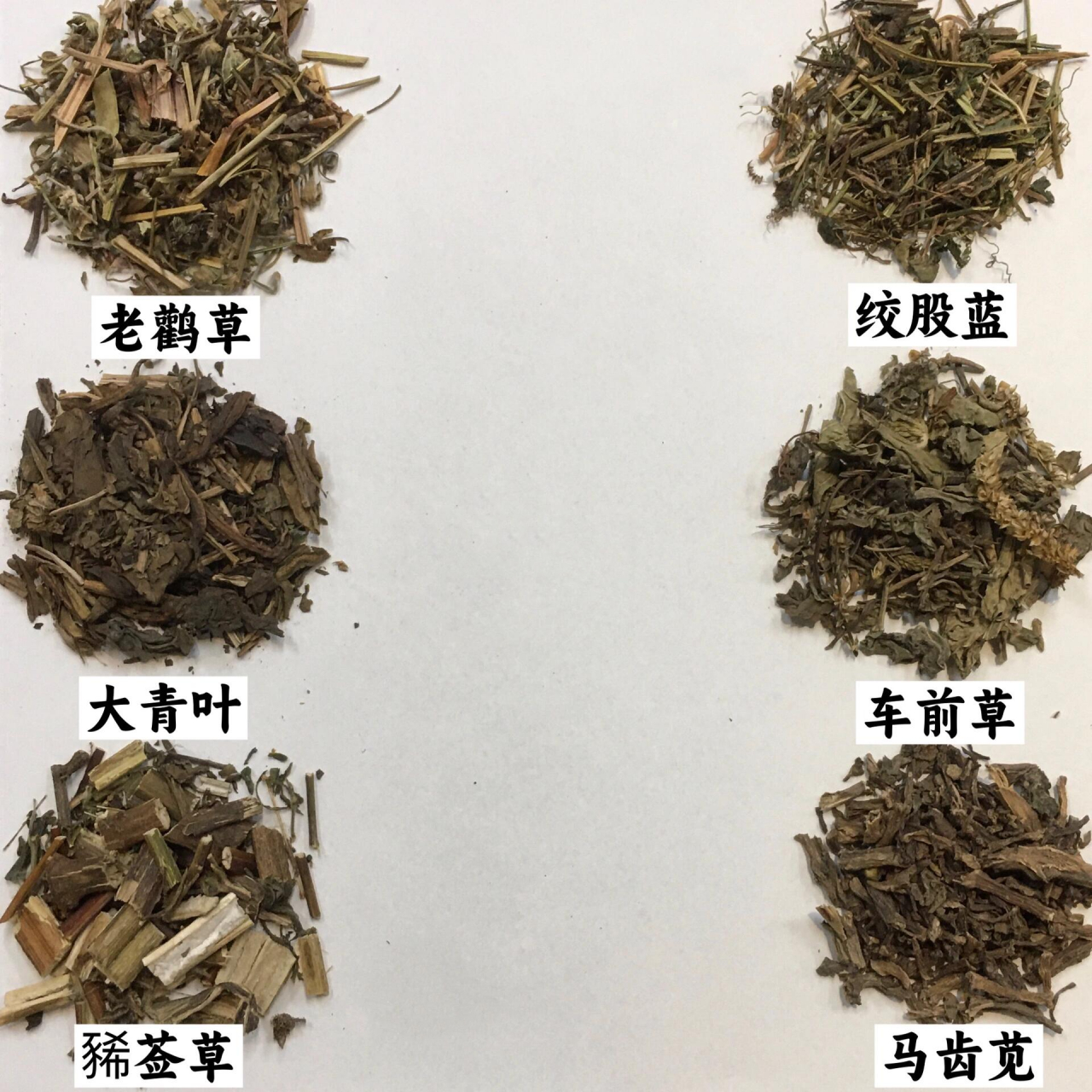 五叶神中草药图片