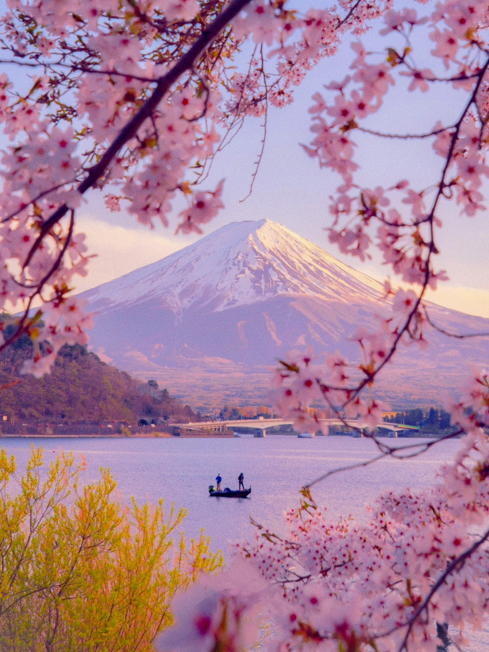 富士山赏樱攻略来啦7515最美不过樱花雪94 一春无事,只为花忙