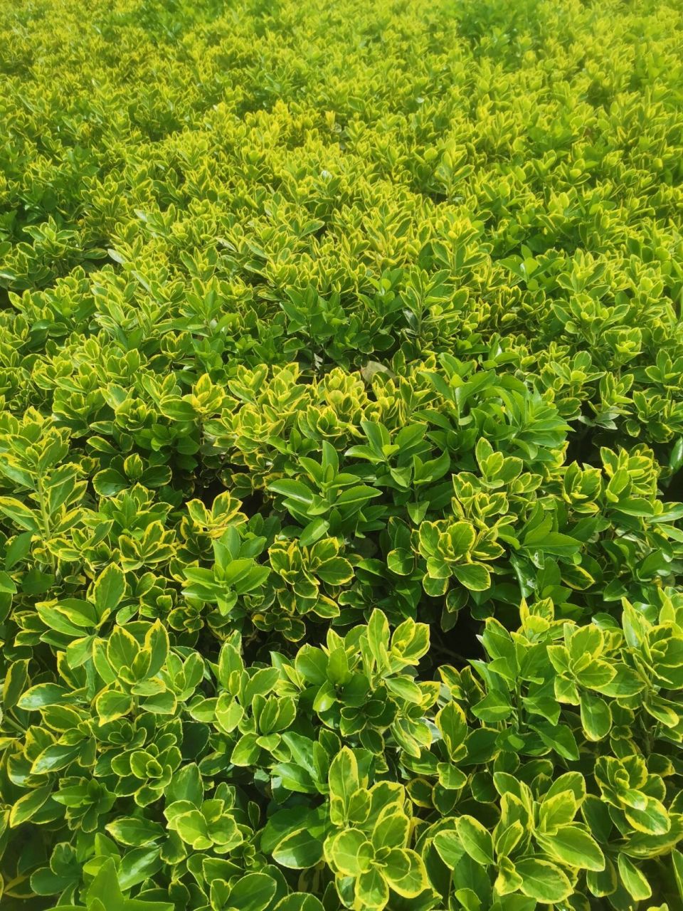 金边黄杨 像花一样