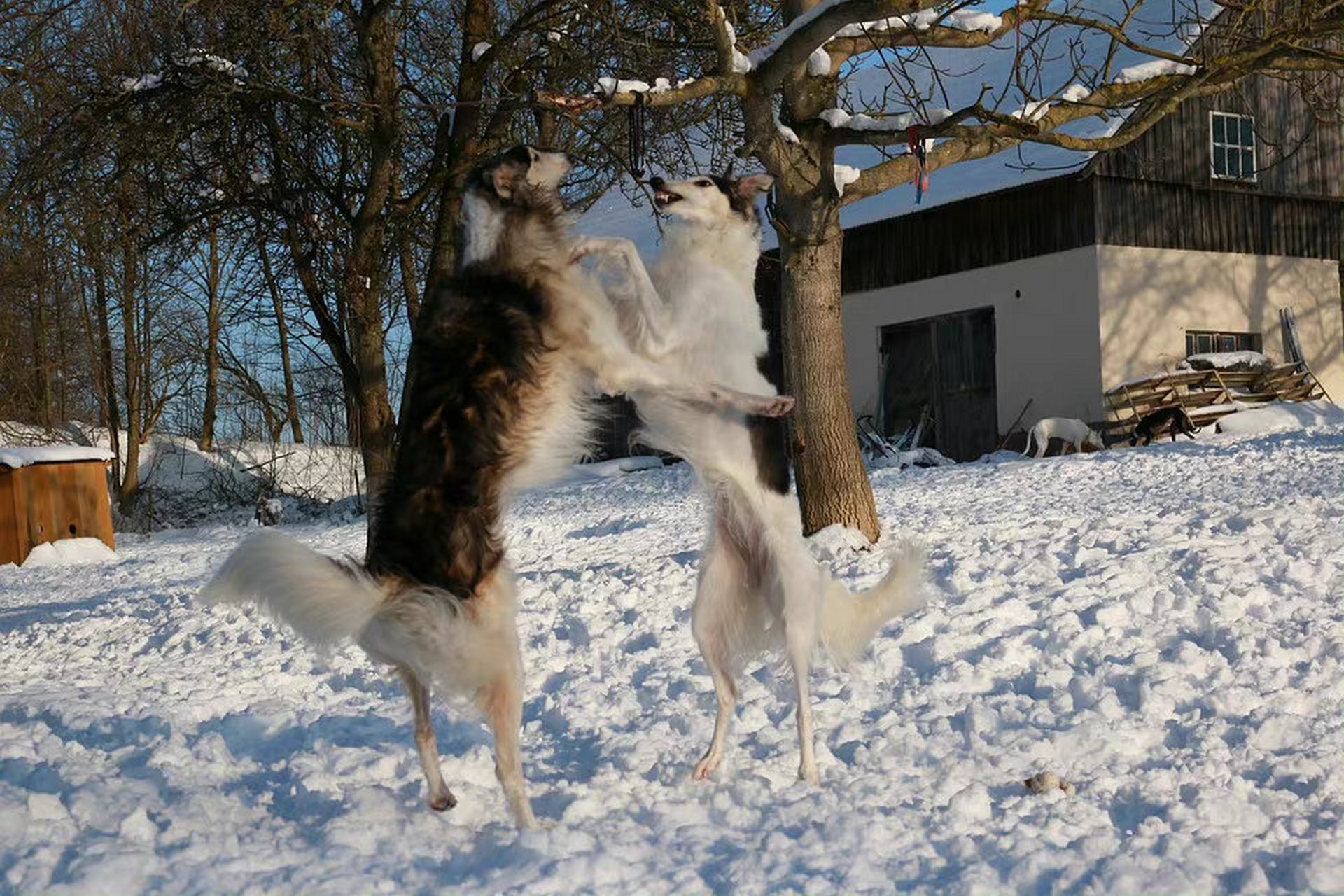 靈緹犬:你看,我比你高了哦.#動物趣圖