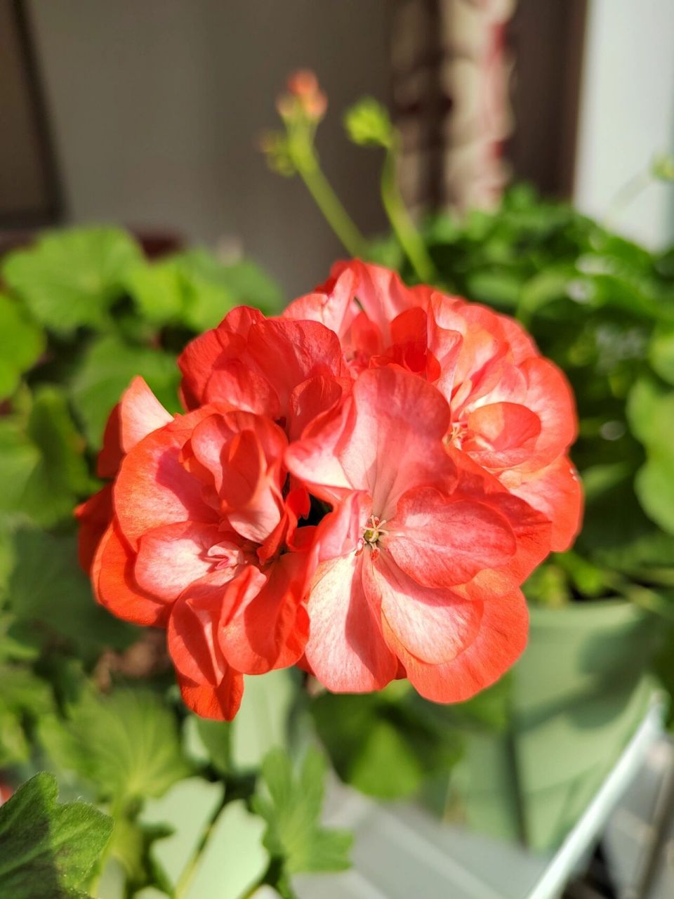 天竺葵98英格丽德 阳光下的英格丽德,饱和度特别高的艳橙色,靠近