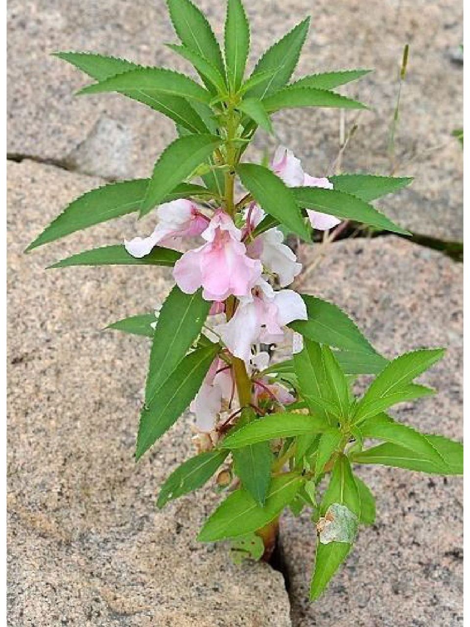 指甲花,种子亦名急性子,茎亦名透骨草,均可入药,有活血化瘀,利尿解毒