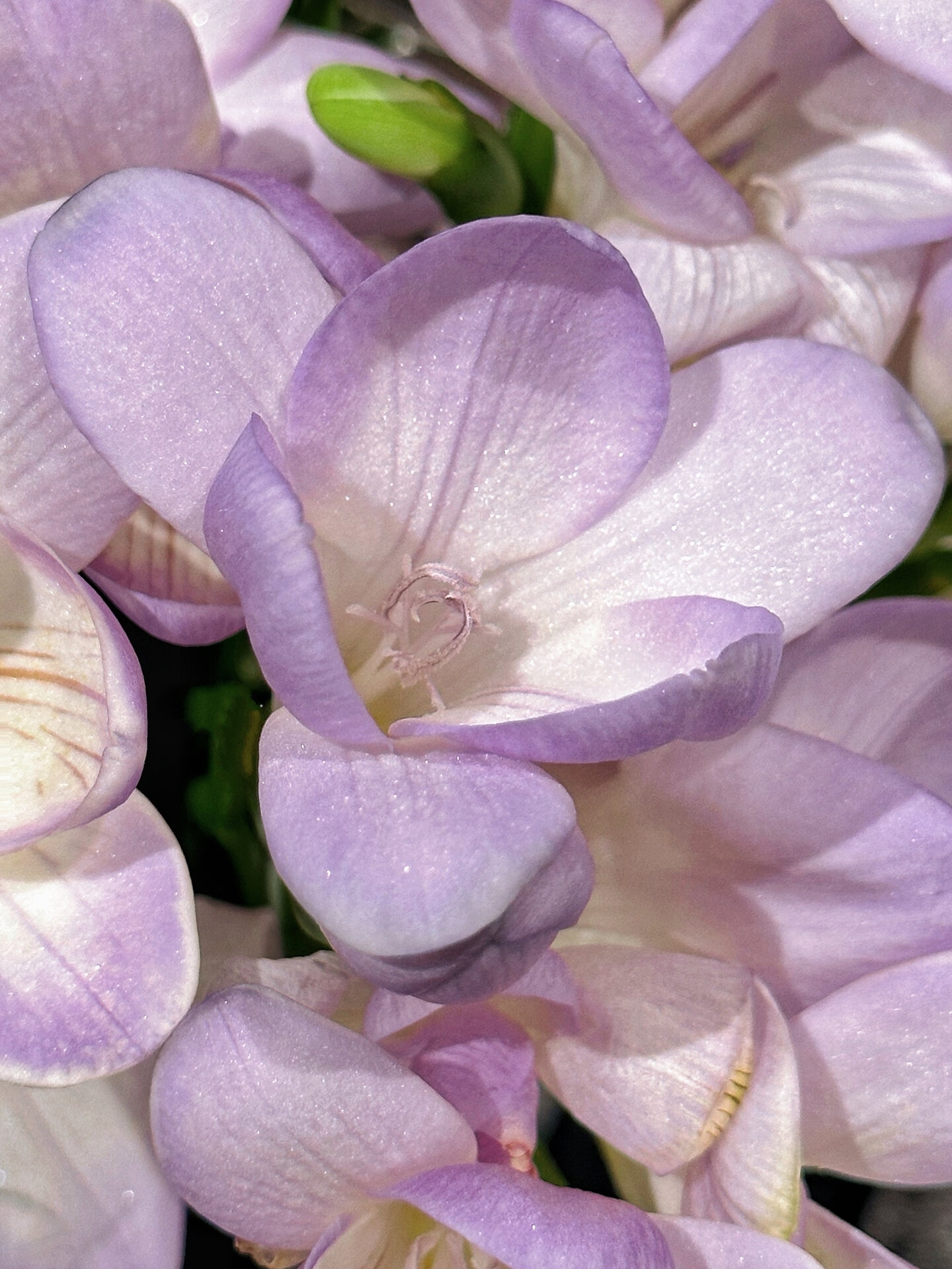 上次的重瓣蜜月香雪兰火了以后,好多宝子说买不到,那看看这个单瓣紫色