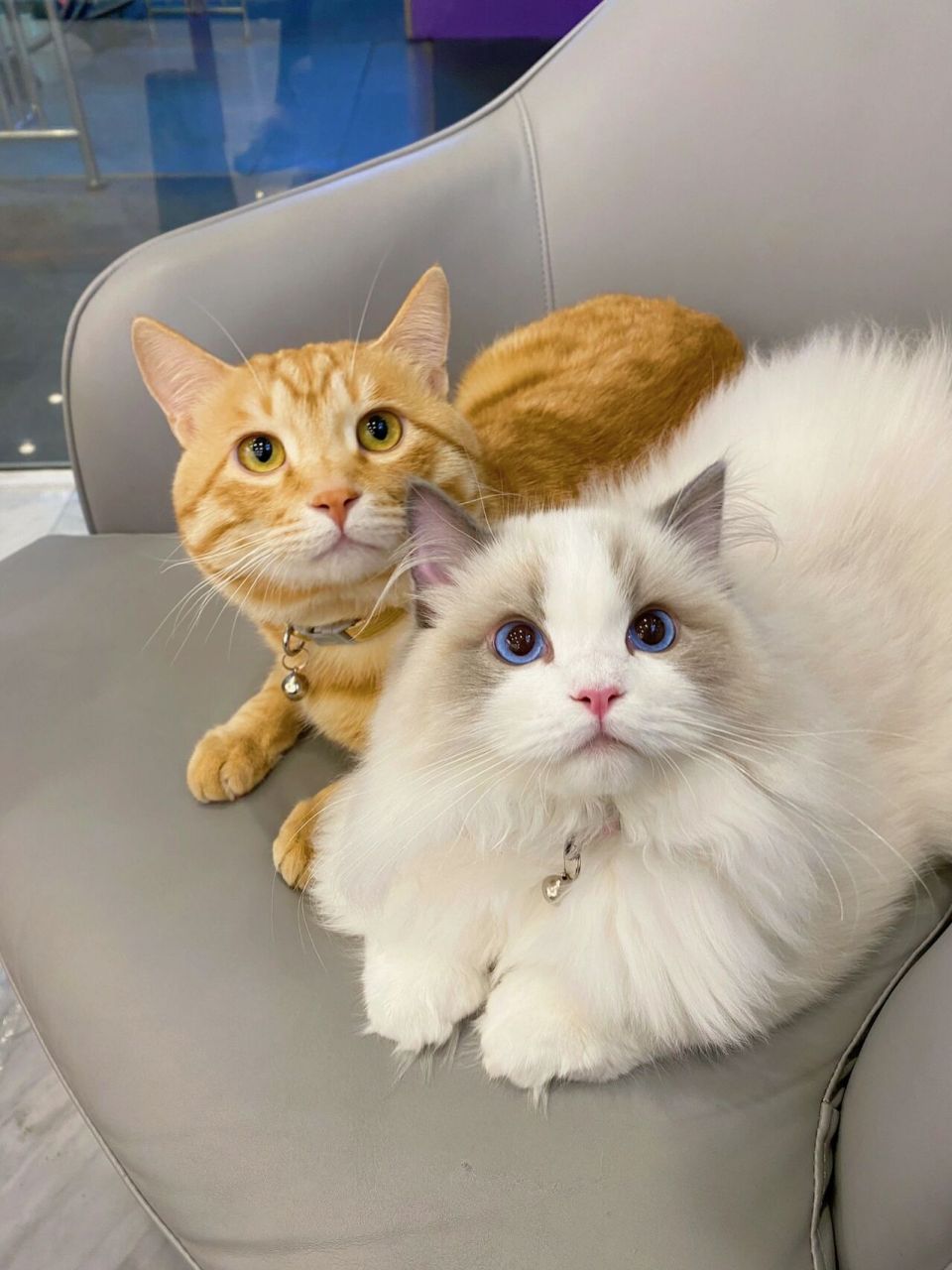 橘猫和布偶也是很搭的组合嘛～ 橘猫快三岁啦布偶五个半月～两个都是