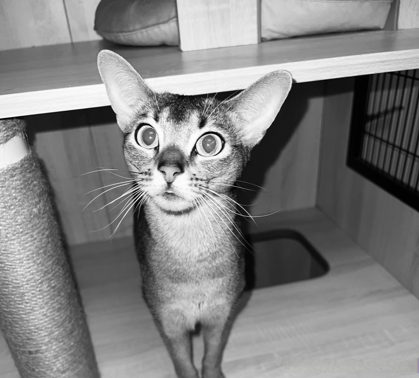 来自cheese的亲亲00  #520礼物