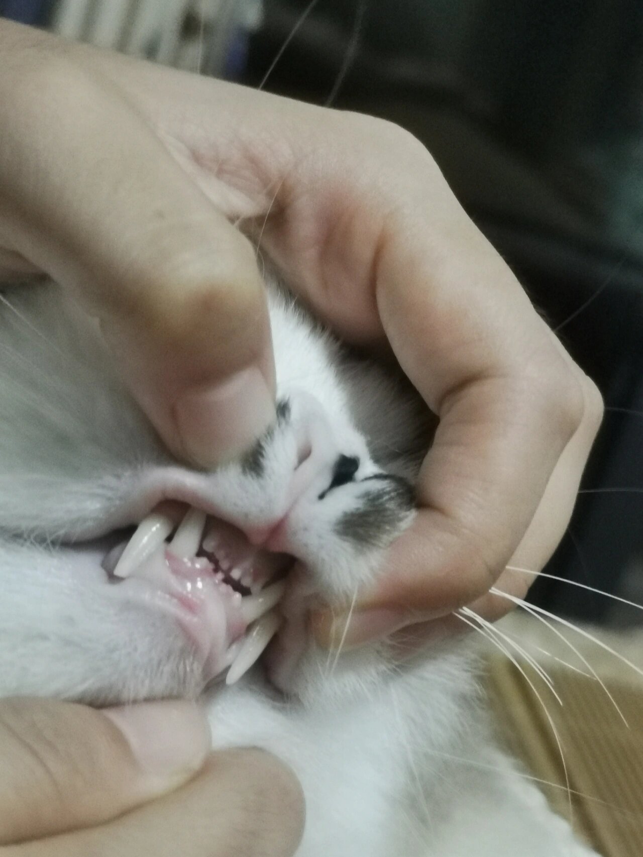 猫咪牙缝隙不整齐咋办