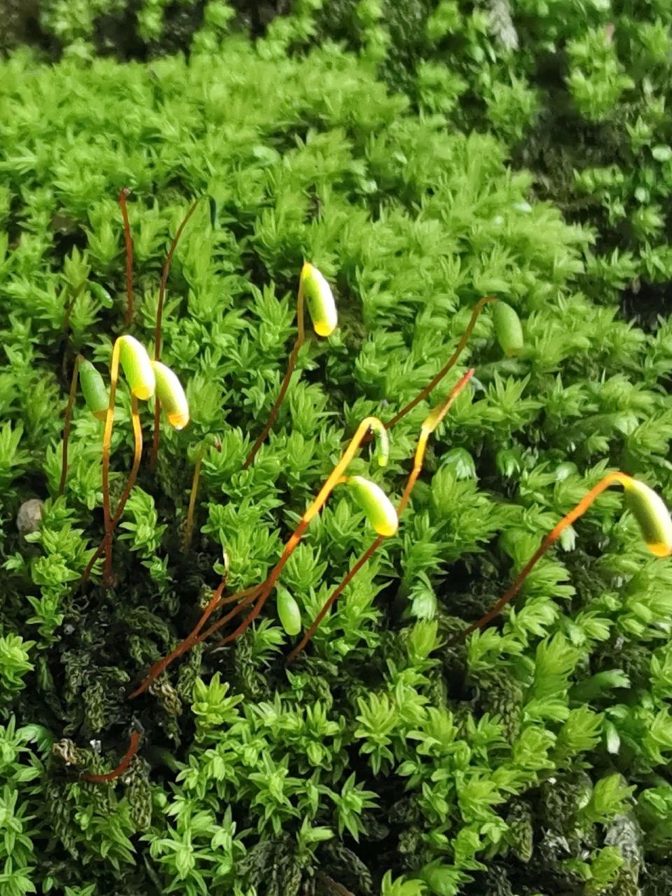 葫芦藓葫芦藓又名石松毛,属苔藓类植物 葫芦藓又名石松毛,属苔藓类