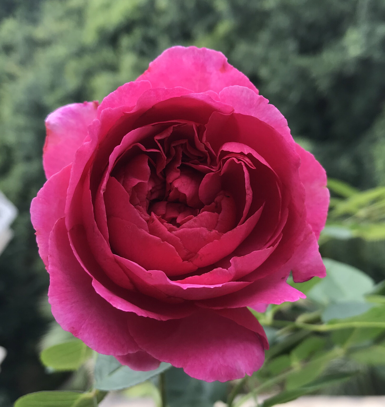 伊芙胭脂口红96月季