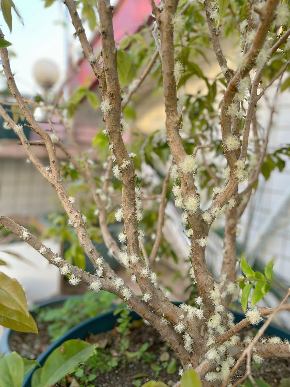 嘉宝果树全开花了 一夜全开,蜜蜂忙碌得不得了