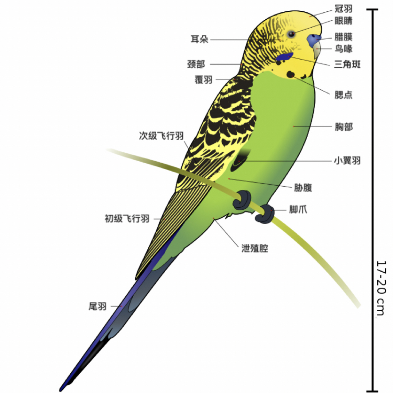 虎皮鹦鹉如何区分公母 7315虎皮主要种类有原始,灰翅,蛋白石,派特