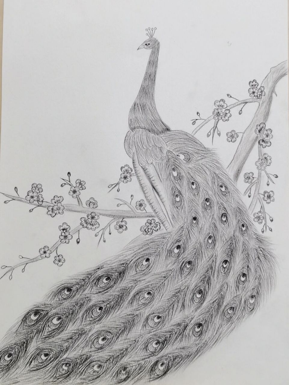 孔雀素描 这个雨天完成了5张素描,让素描功底也提升了好多,孔雀最难画