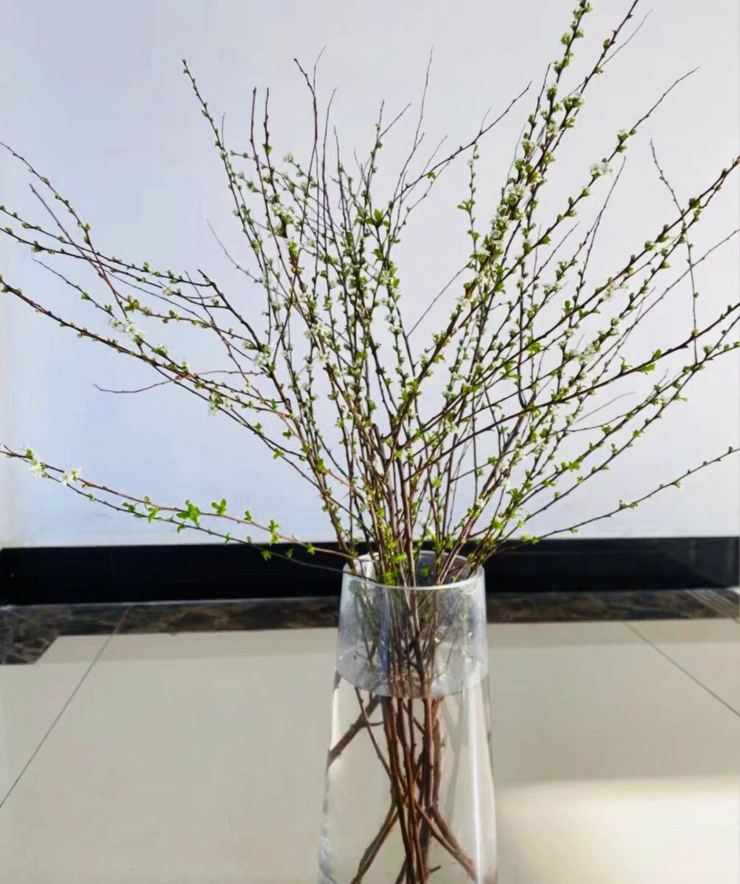 雪柳的寓意|室内好物冬天必养90 雪柳的寓意极为特殊,它的花语是