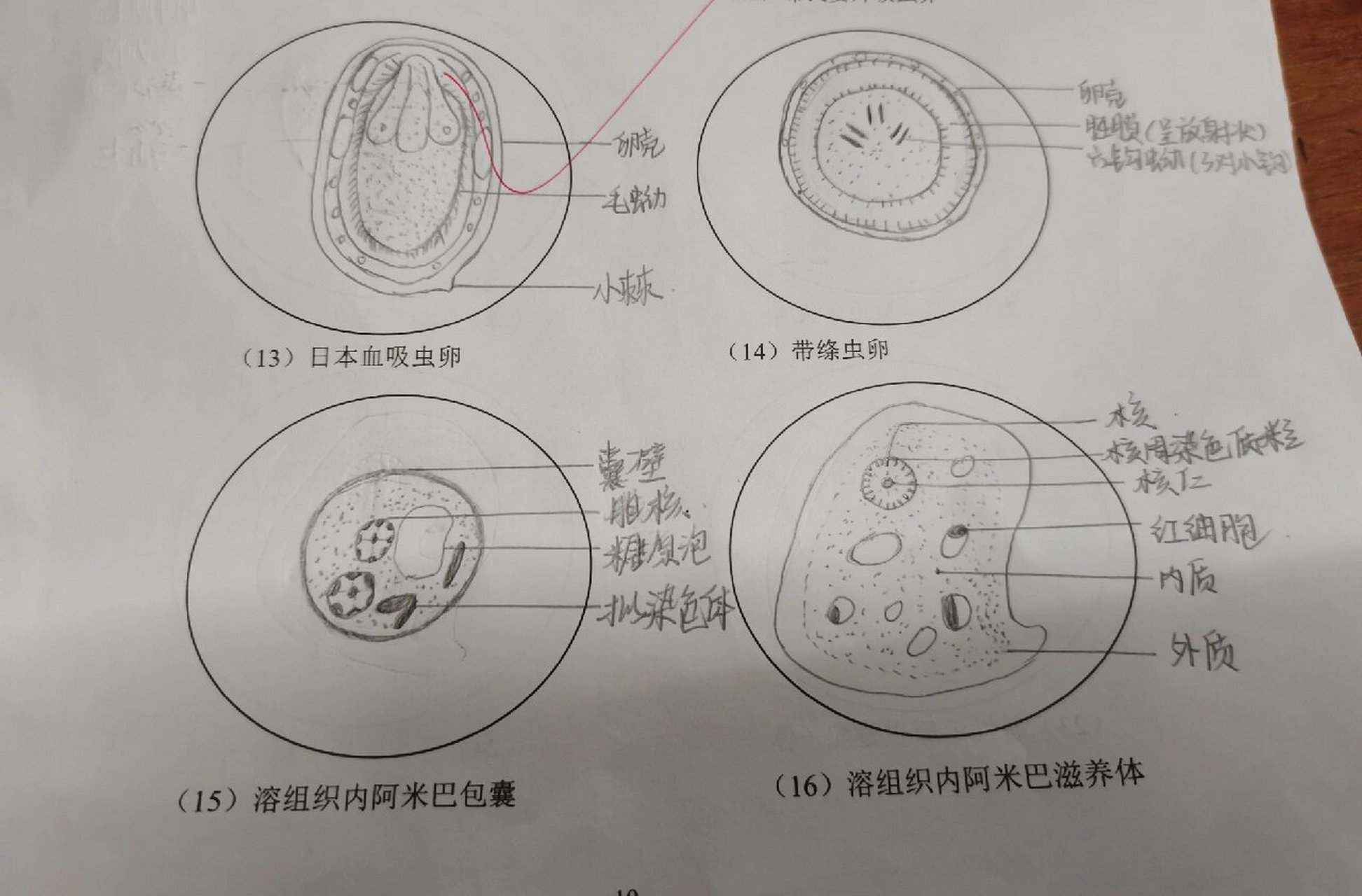 蠕形住肠线虫卵手绘图图片