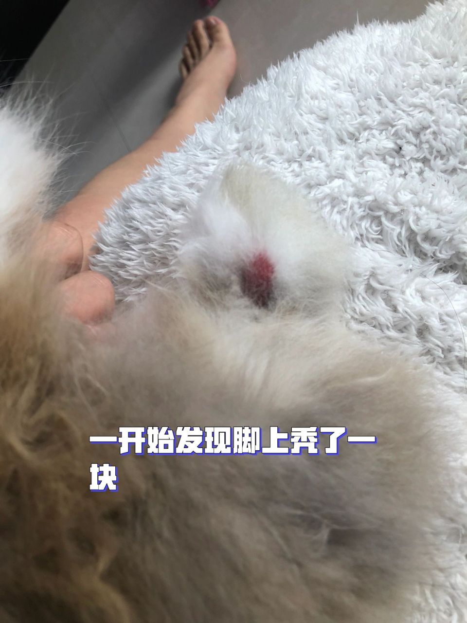 60 治好兔子螨虫 疥螨 发现很多姐妹的兔兔生了疥螨螨虫的皮肤病不