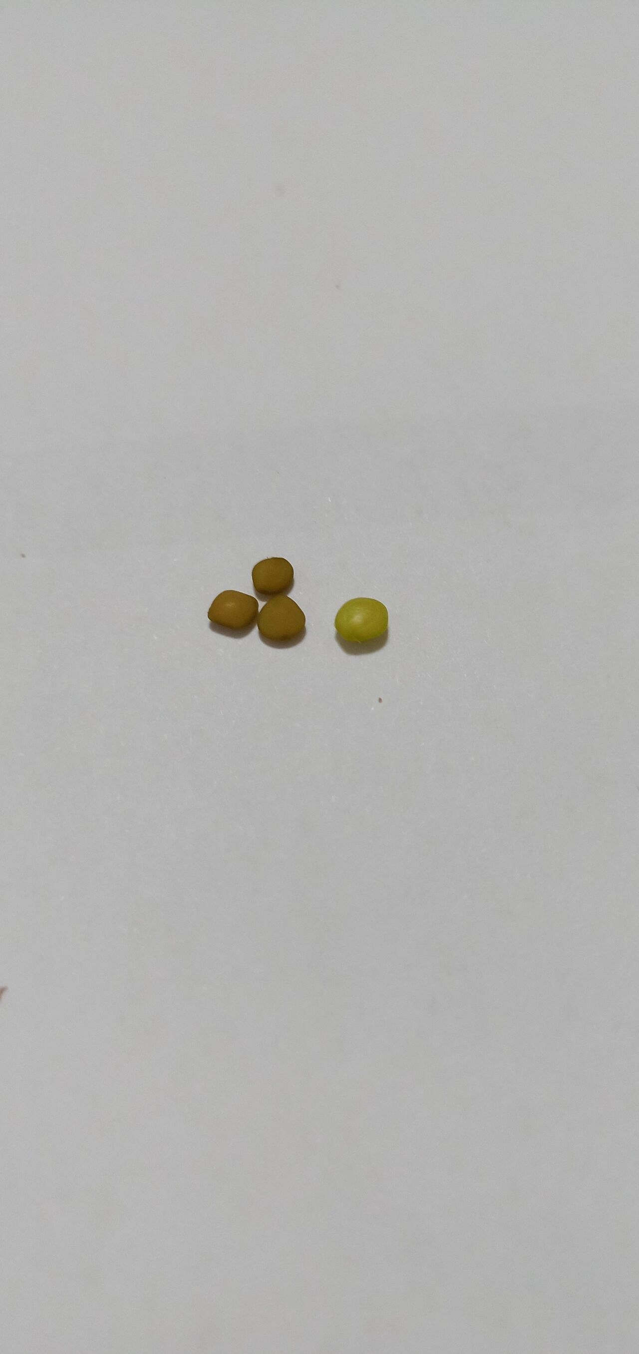 花卉市场五块钱一颗的含羞草长到了半米高,开花了还结了种子