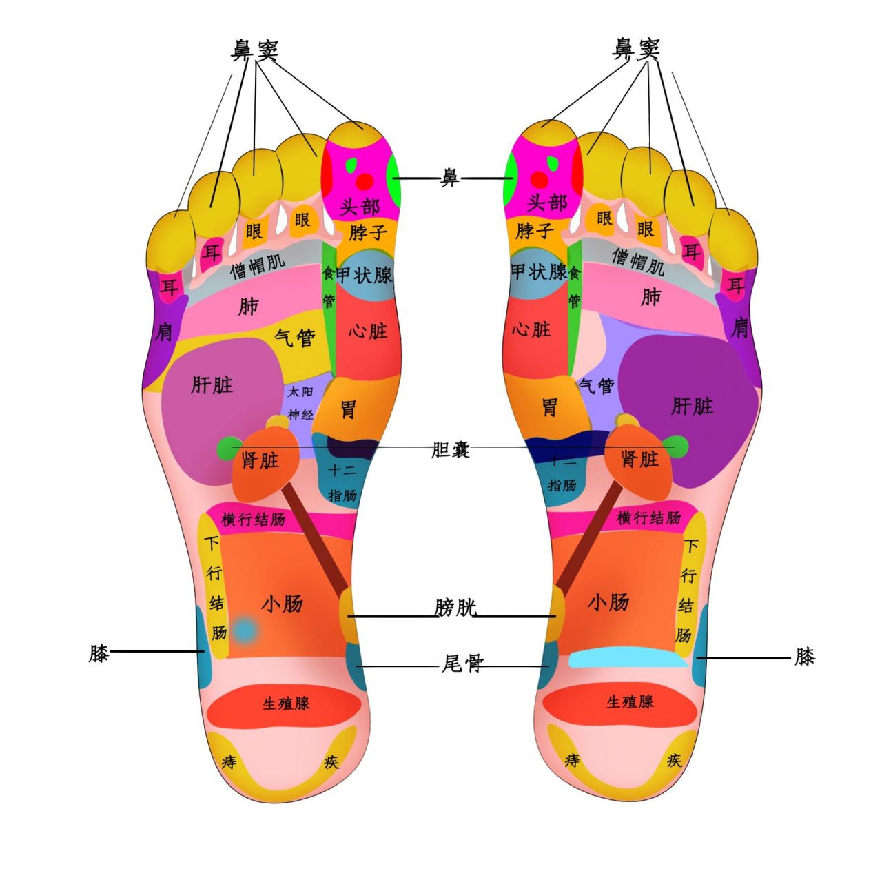脚心的精准位置图图片