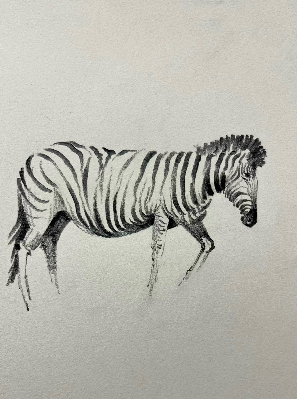 简单画一组神奇的斑马01 斑马有着一身井然有序的条纹,犹如一幅画