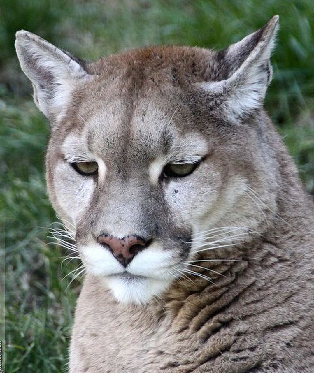 美洲狮 美洲狮(学名:puma concolor):猫科,美洲金猫属的动物.