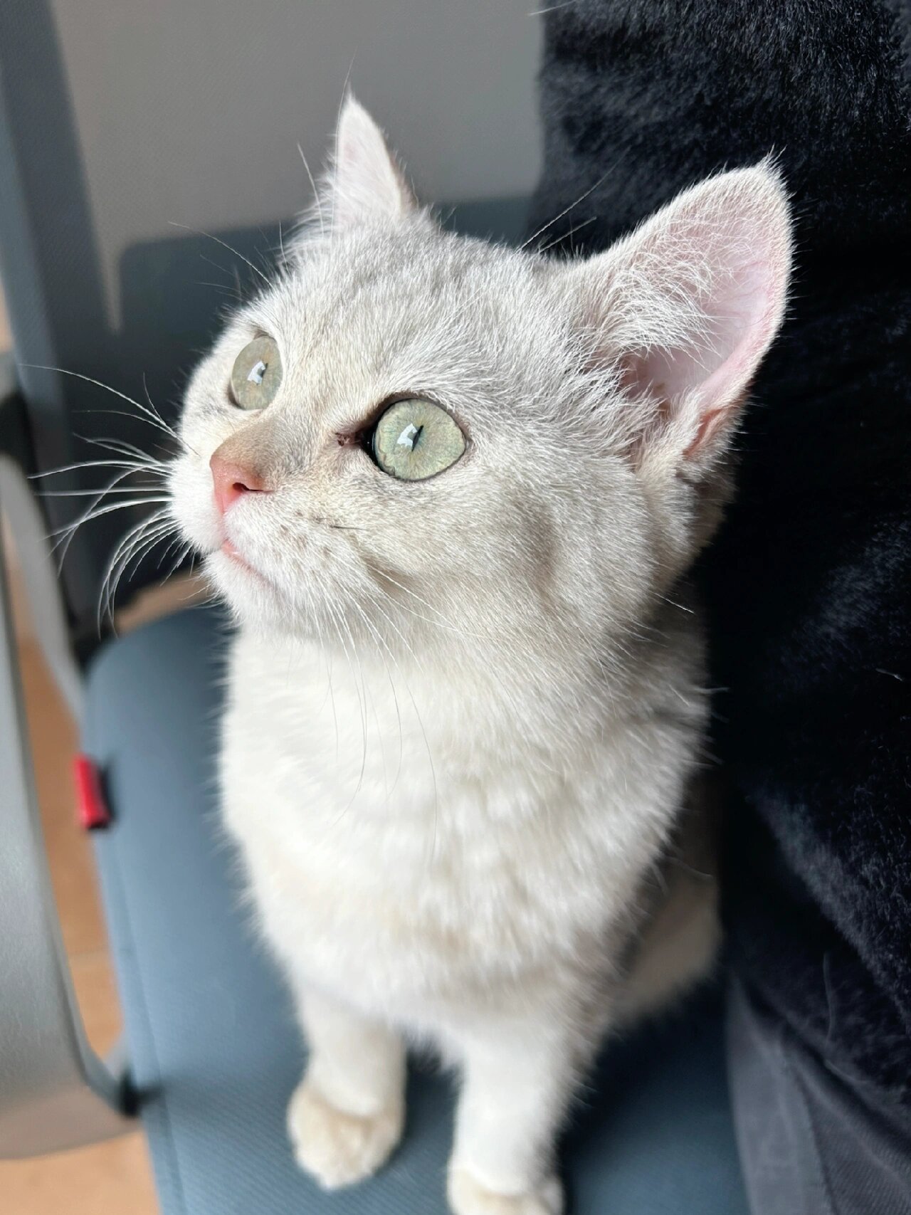 看看大家的银渐层纯不纯