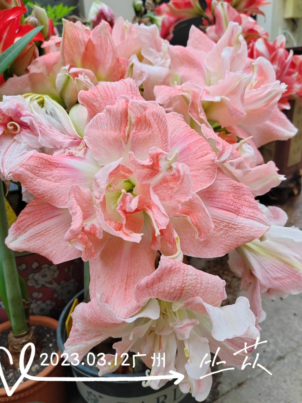 朱顶红 蒂卡公主 花超大.卡尺都超了,目测有25cm